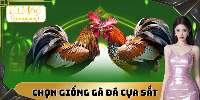 Chọn giống chiến kê đá gà cựa sắt phù hợp rất quan trọng