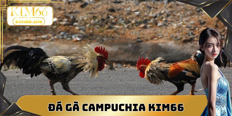 Đá gà Campuchia