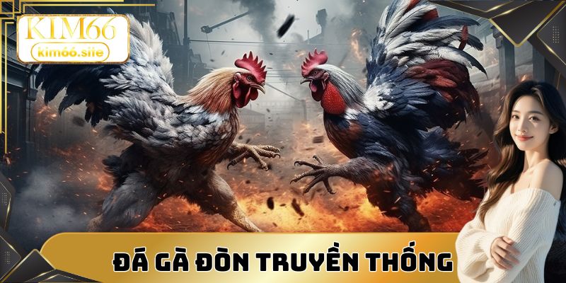 Đá gà đòn truyền thống – Nơi thể hiện sức mạnh tự nhiên