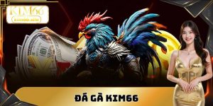 Đá gà Kim66