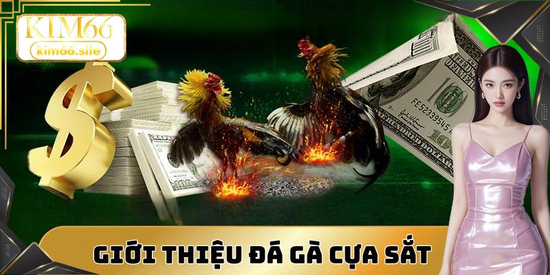 Giới thiệu hình thức cá cược chọi kê cựa sắt hấp dẫn