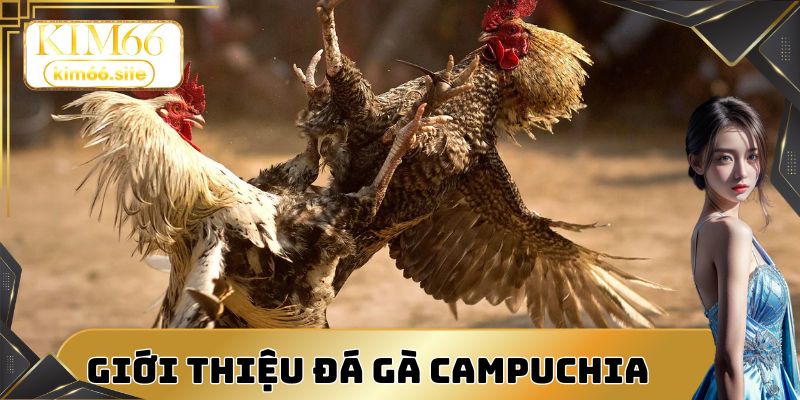 Không khí cuồng nhiệt trong các trận đá gà Campuchia