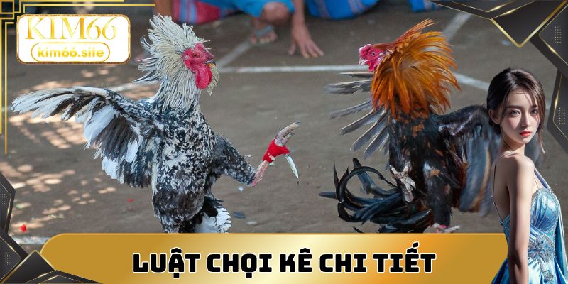 Luật chọi kê chi tiết giúp trận đấu công bằng