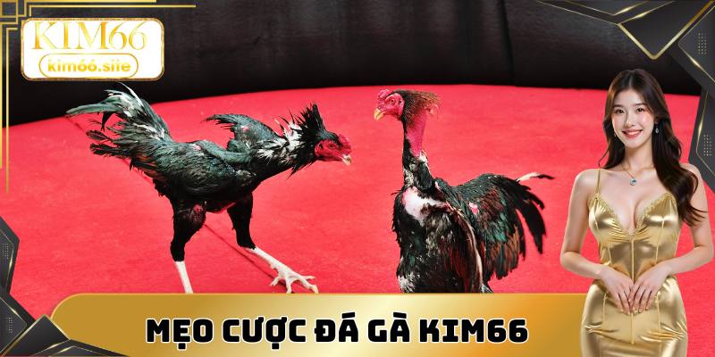 Mẹo cược chọi kê tại Kim66 giúp bạn thắng lớn dễ dàng