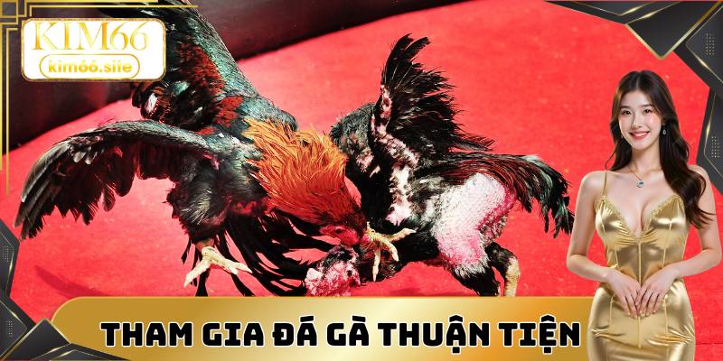 Tham gia cá cược đá gà Kim66 dễ dàng, thuận tiện