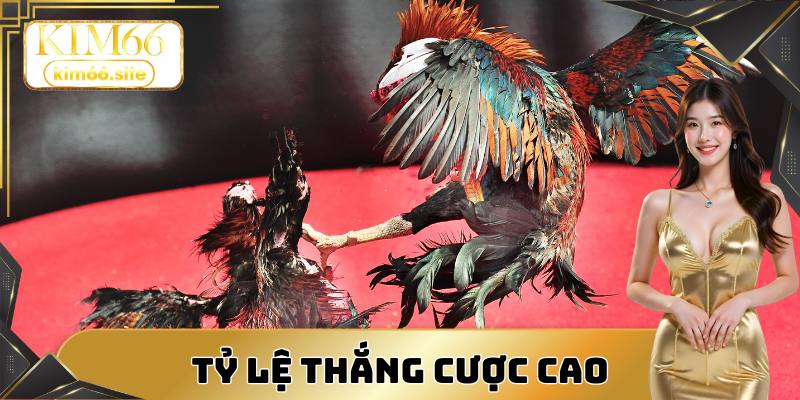 Tỷ lệ thắng cược đá gà cao tại nhà cái Kim66